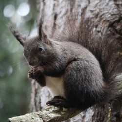 Squirrel 