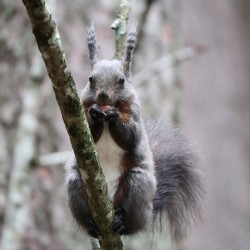 Wild Squirrel eating