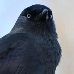 Black bird