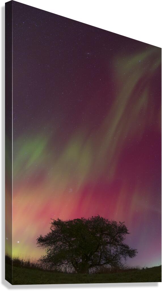Kemble Tree Aurora Vertorama Canvas Print