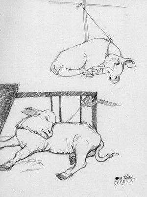 Sleeping Calf
