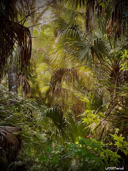 Selva Salvaje by With Love by Marisol