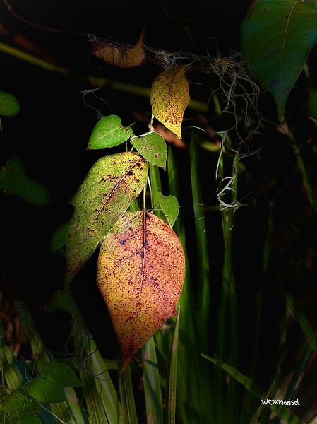 Nightpop by With Love by Marisol