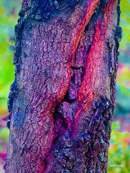 Kissing Trunks by With Love by Marisol