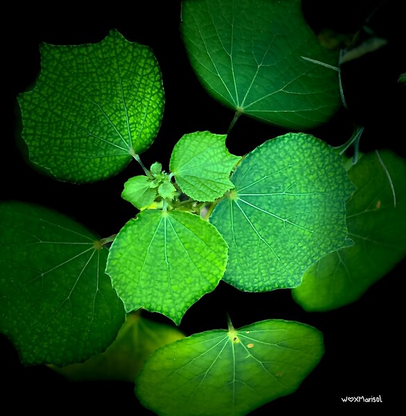 Glow in the Dark by With Love by Marisol