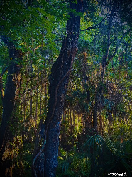 Forest Sweet Forest by With Love by Marisol