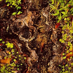 Rooted