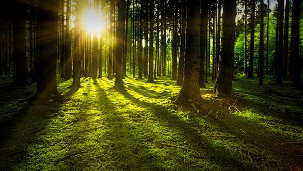 trees Print