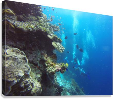 scuba diving Canvas Print