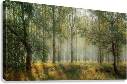 forest Canvas Print