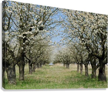 Blossom Canvas Print