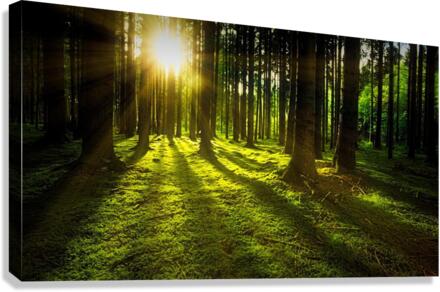 trees Canvas Print