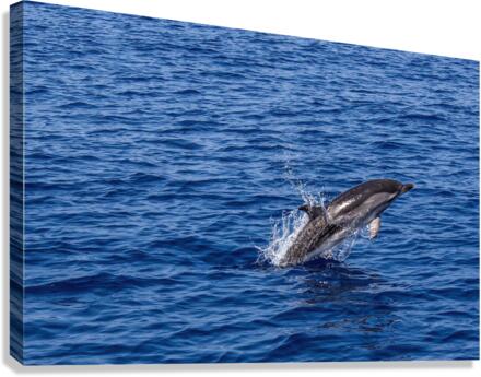 dolphin Canvas Print
