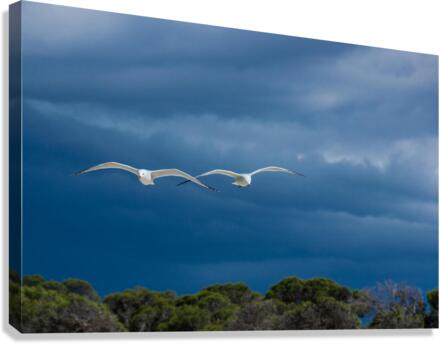 seagulls Canvas Print