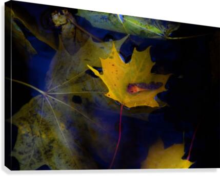 fall Canvas Print