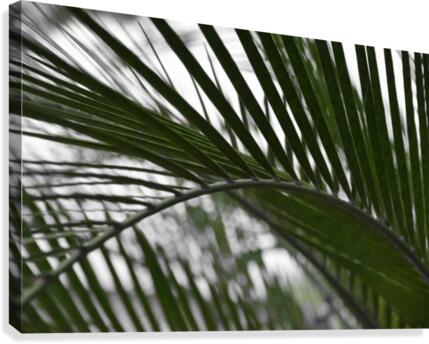 palm tree Canvas Print