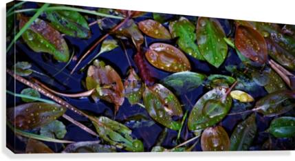pondlife Canvas Print