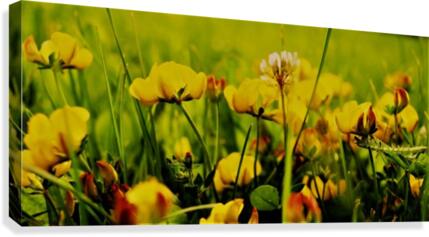 in the grass  Canvas Print