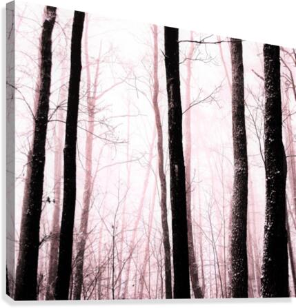 misty trees Canvas Print