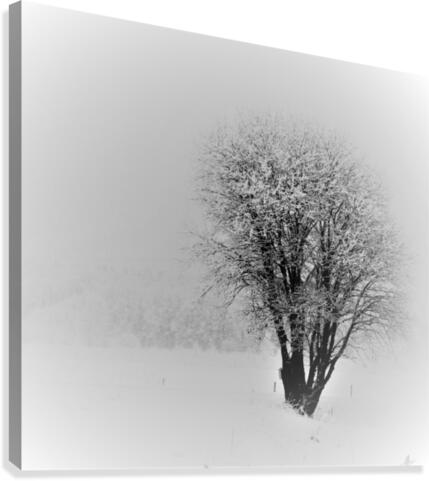 fresh snow Canvas Print