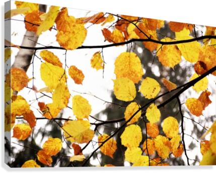 fall .. Canvas Print