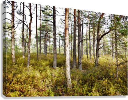 cranberry marsh Canvas Print