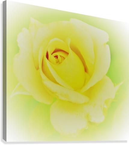 Rose yellow  Canvas Print