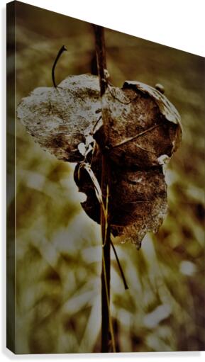 pyhad 051 2 Canvas Print