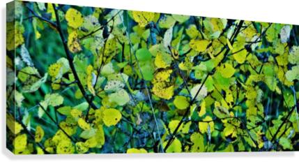 season Canvas Print