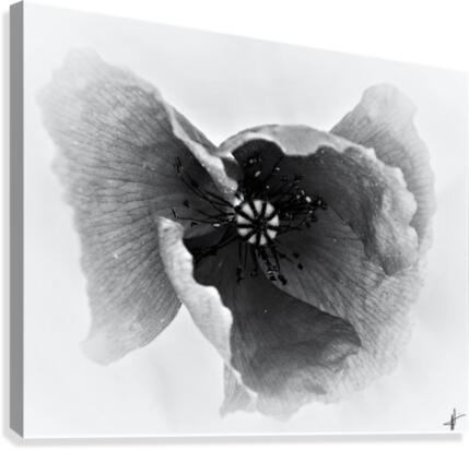 Poppy  Canvas Print