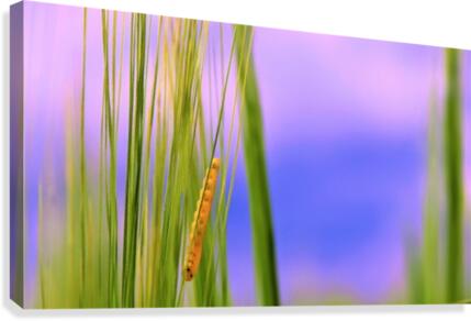 hiding  Canvas Print