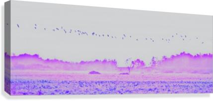 purple field Canvas Print
