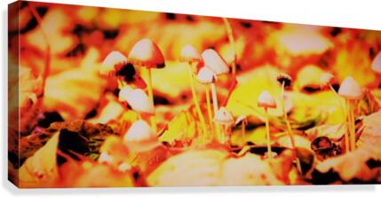 mushrooms Canvas Print