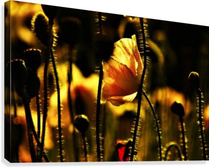 blooming Canvas Print