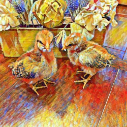Chicks