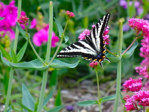 Pale Swallowtail