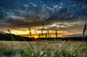 The Field Saco Maine