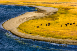 Buffalo by water Yellow Stone  2  2 2