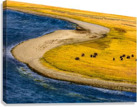 Buffalo by water Yellow Stone  2  2 2 Canvas Print