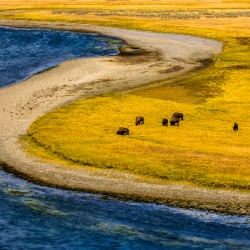 Buffalo by water Yellow Stone  2  2 2