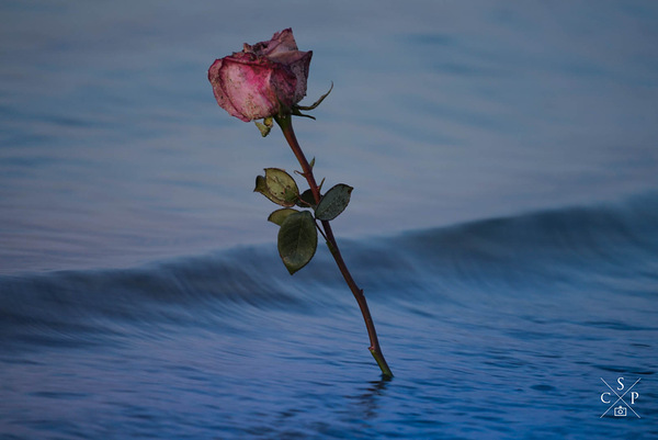 Rose Imprimer
