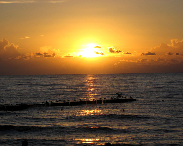 Colorful Sea Sunset With Birds by Fotimenow