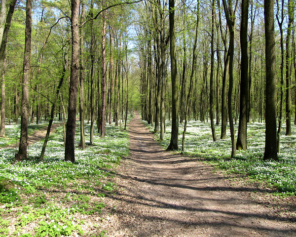 Spring Forest Road With White Flowers Around by Fotimenow