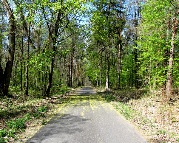 Spring Forest Road 4 by Fotimenow
