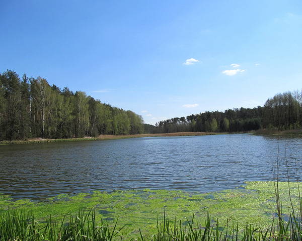 Spring Forest Lake 5 by Fotimenow