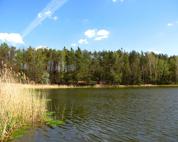 Spring Forest Lake 3 by Fotimenow