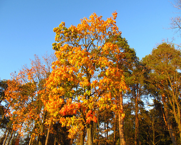Autumn Trees Under Blue Sky 2 by Fotimenow