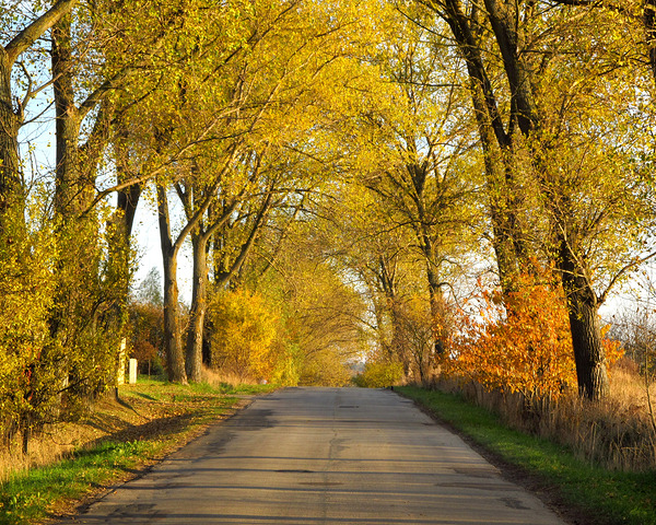 Autumn Road With Trees 3 by Fotimenow