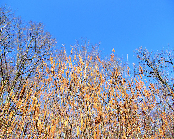 Spring Trees Under Blue Sky 2 by Fotimenow