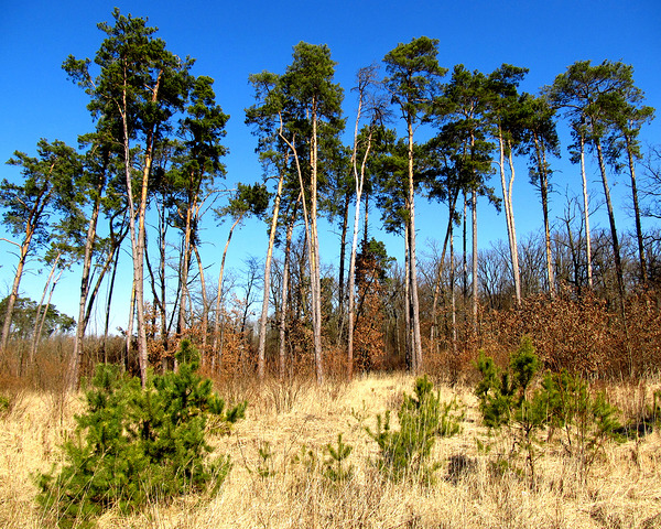 Spring Trees Under Blue Sky 4 by Fotimenow